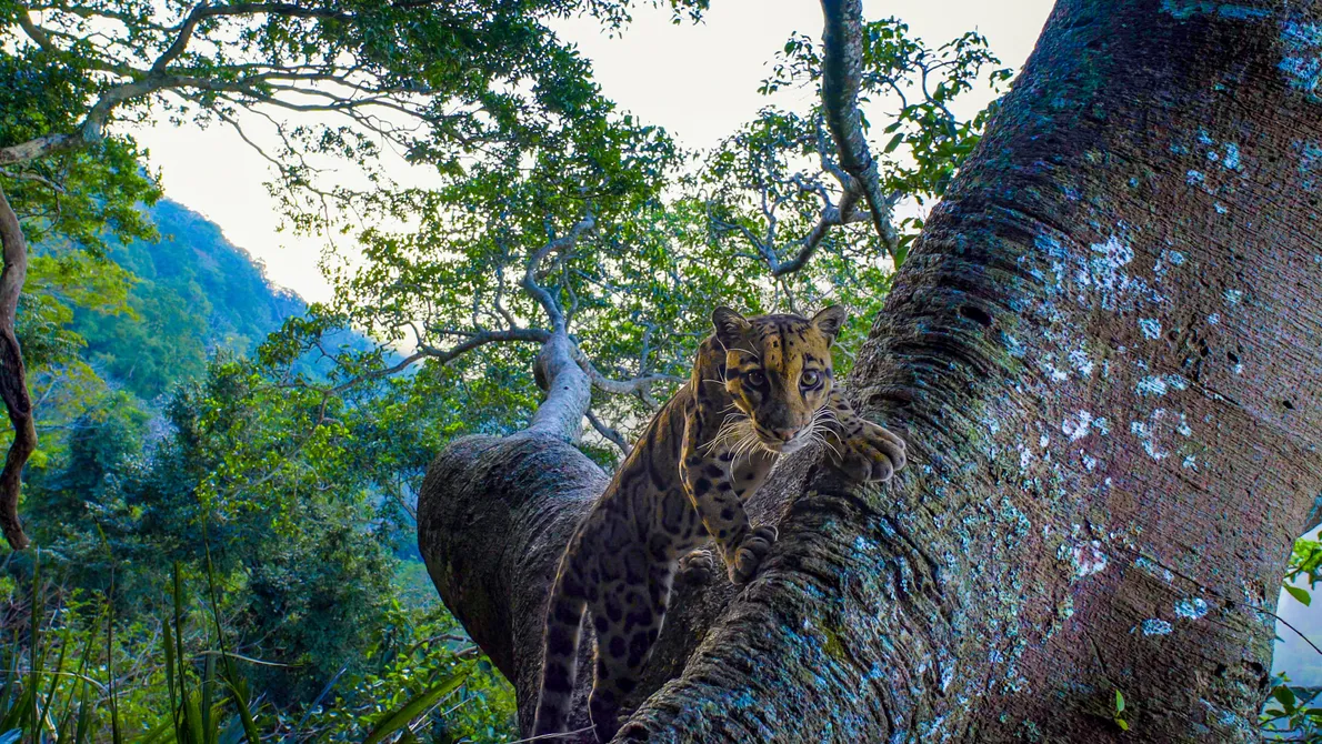 félins/felines/felin/feline